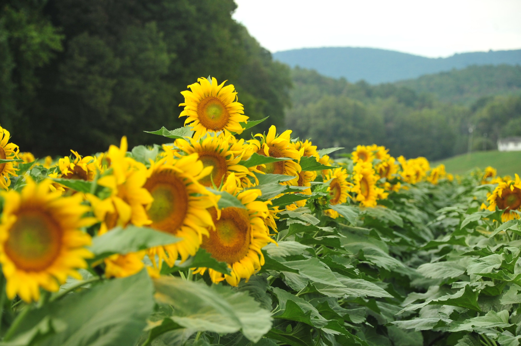 Fausett Farms Sunflowers Official Tourism & Travel Website
