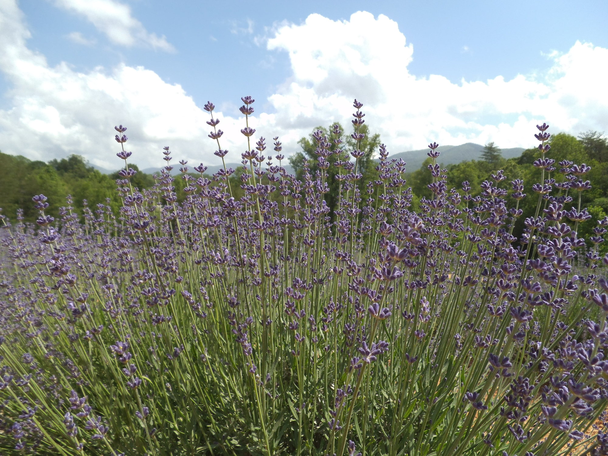 Lavender Lamb Farm in Cleveland, Georgia