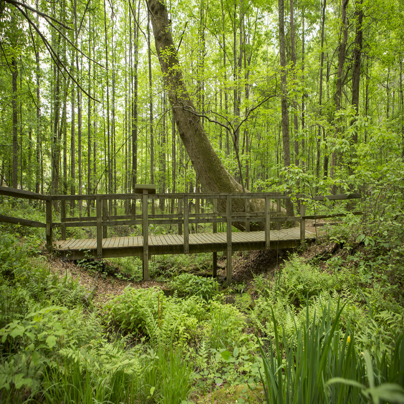 Reynolds Nature Preserve Explore