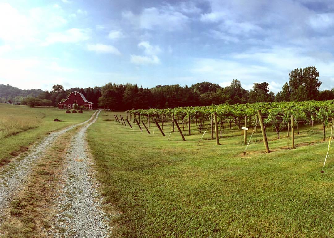 Tiger Mountain Vineyards in Tiger, Georgia