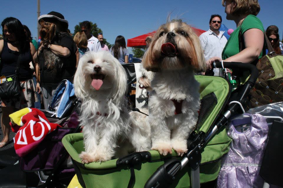 Top Dogs Pet Boutique Official Tourism & Travel Website