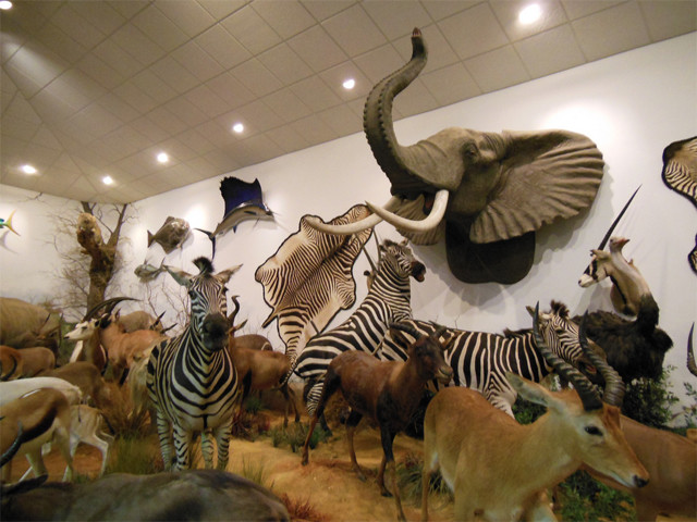 Tyson Steel Wildlife Museum