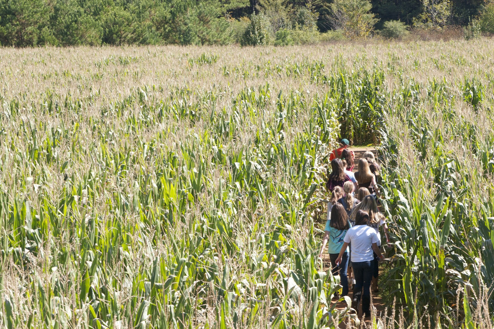 Corn maze at Washington Farms