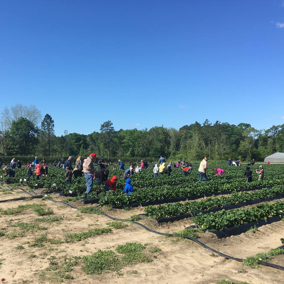 Southern Grace Farms in Enigma, Georgia