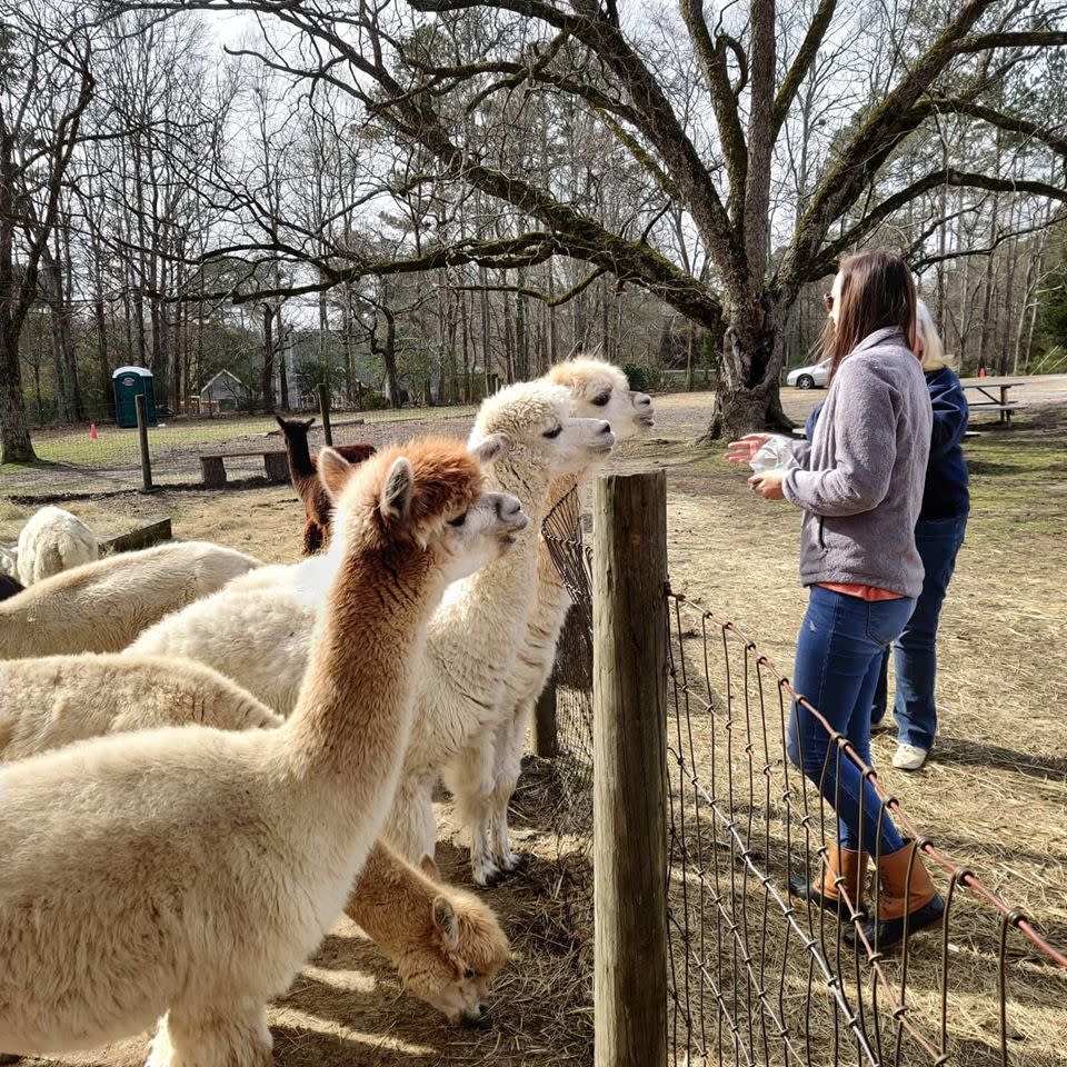 Creekwater Alpaca Farm Official Tourism & Travel site