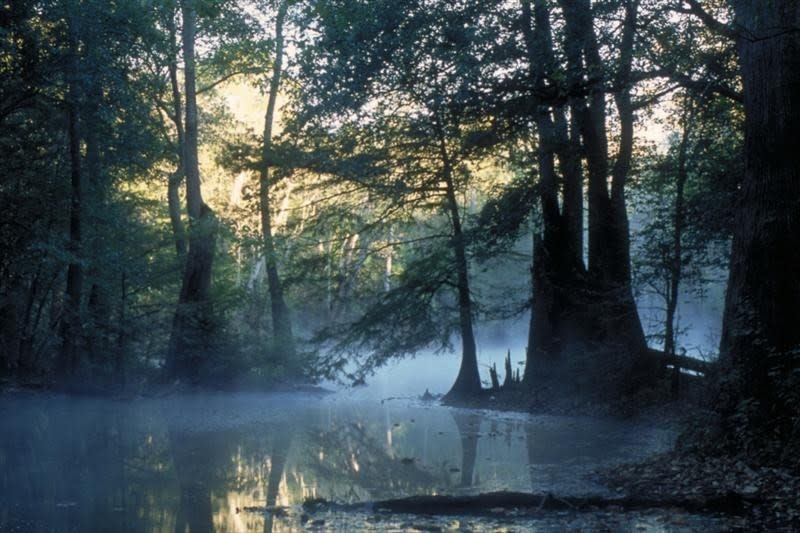 Altamaha River Official Tourism & Travel site