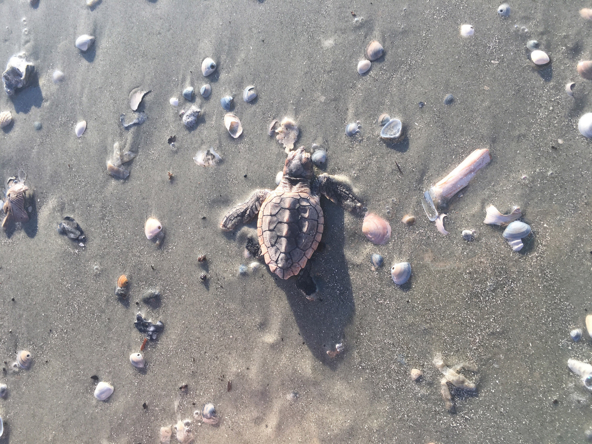 Sea turtle hatchling. Photo by Sarah Martin, Georgia Department of Natural Resources