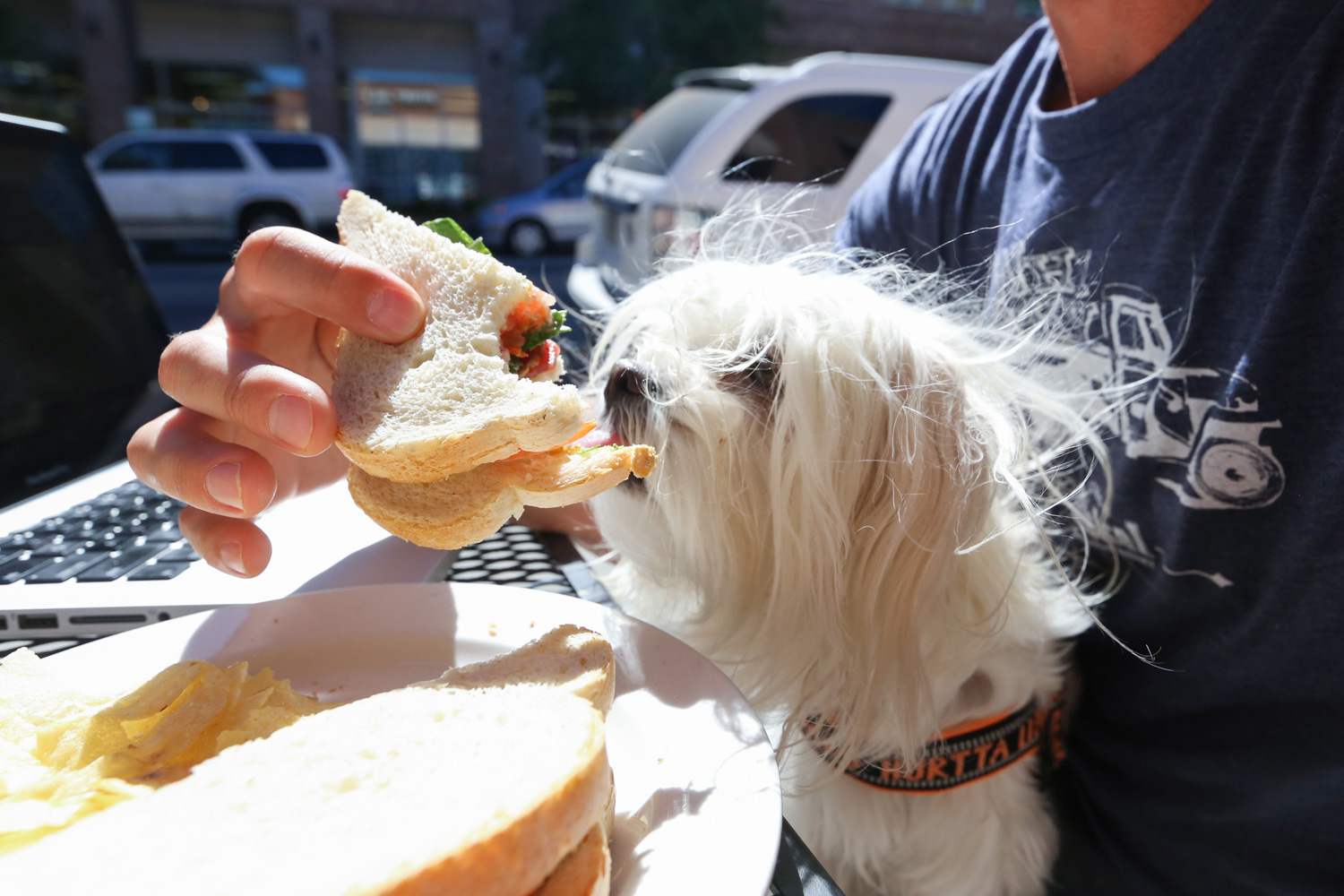 Pet-friendly dining during First Friday Macon