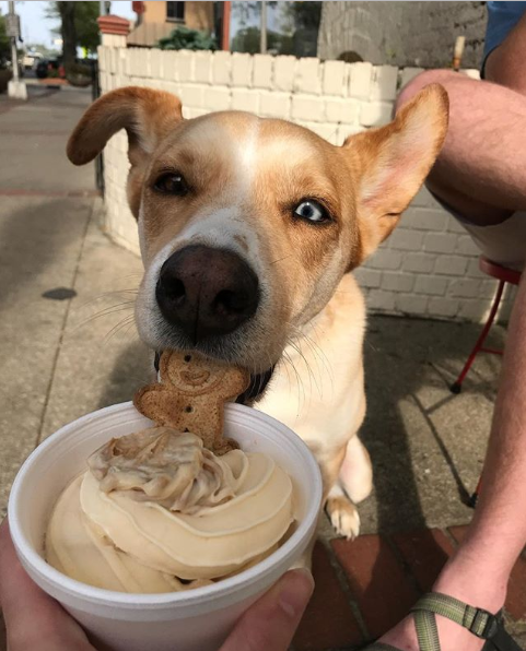SweeTreats in downtown Milledgeville. Photo credit: Paw Newman, @paw.newman