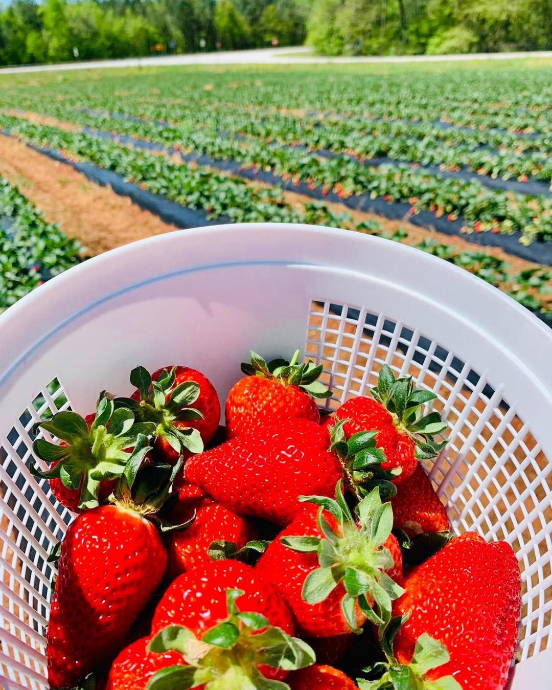 Strawberries at Dickey Farms in Musella, Georgia. Photo by @dickeyfarmsinc