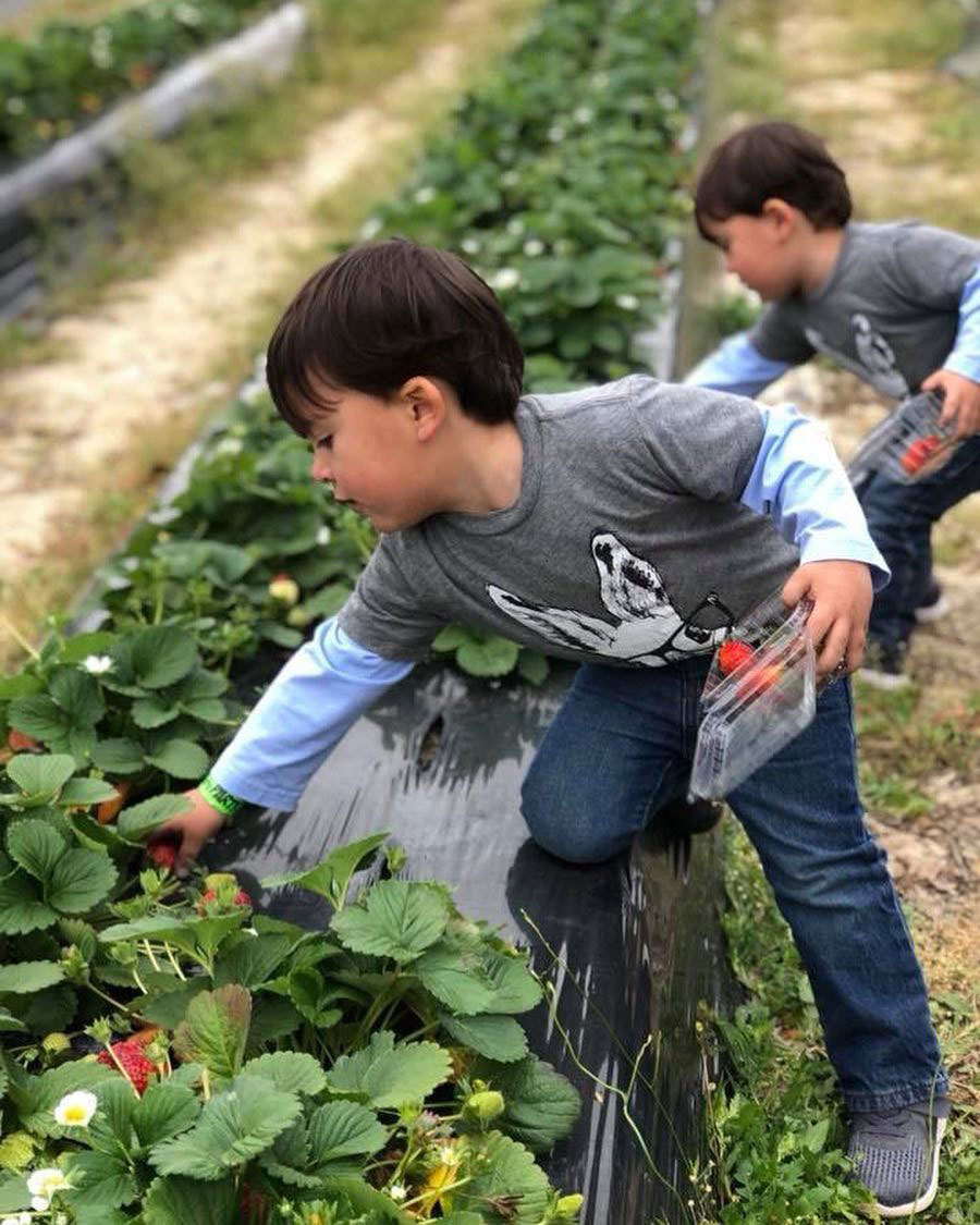 Strawberry picking at Calhoun Produce in Ashburn, Georgia. Photo by @calhounproduce87