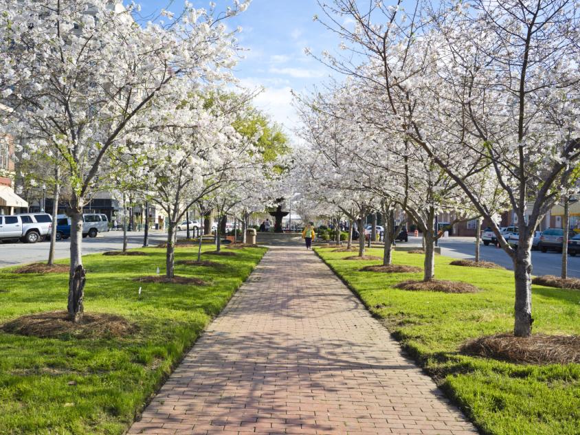 Blooming cherry trees in Macon, Georgia