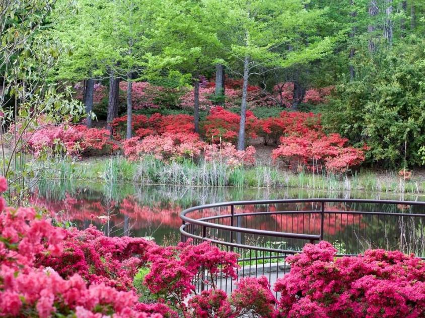 Azaleas blooming in spring at Callaway Resort & Gardens in Pine Mountain, Georgia