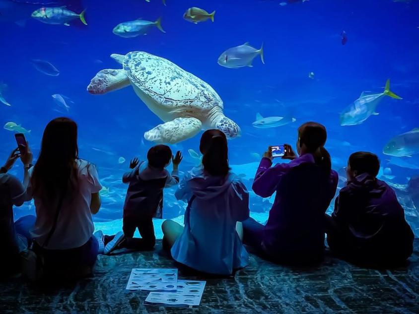 Georgia Aquarium in Atlanta. Photo by Gregory Ng, @followgreg