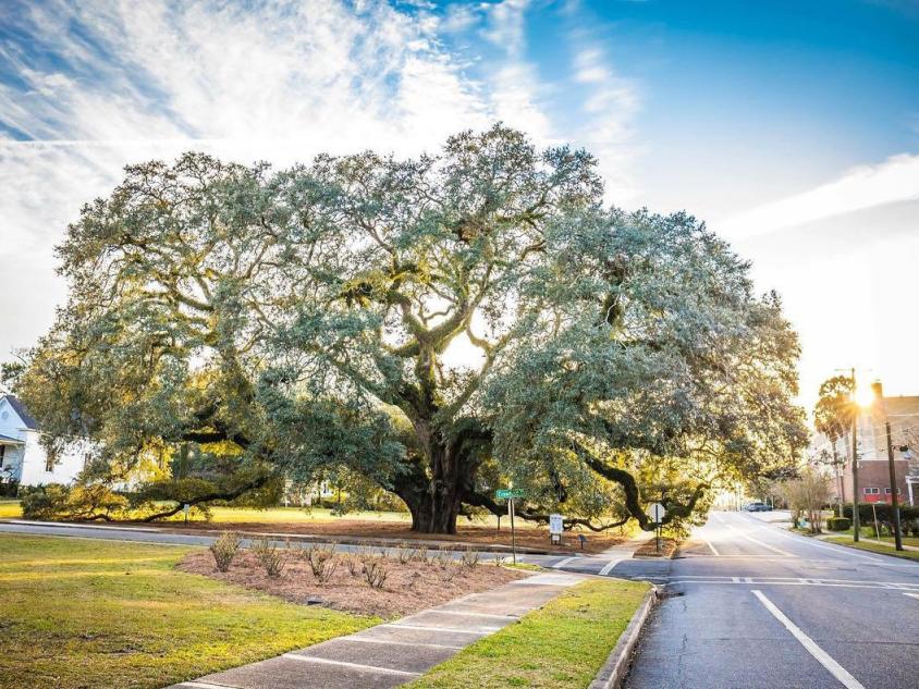 The Big Oak in Thomasville, Georgia. Photo by Bri Whigham, @whighamimages