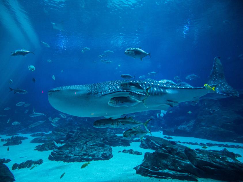 Whale Shark at the Georgia Aquarium in Atlanta. Photo credit: Georgia Aquarium