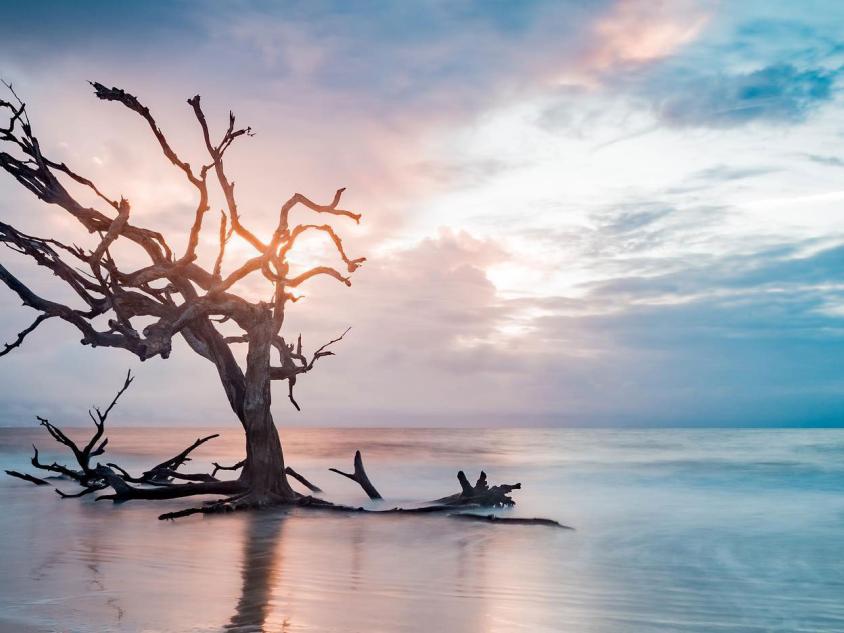 Driftwood Beach on Jekyll Island, Georgia. Photo by @joshsumner