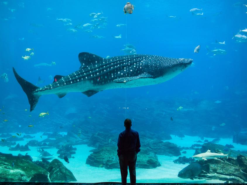 Whale shark at the Georgia Aquarium in Atlanta, Georgia. Photo courtesy Georgia Aquarium