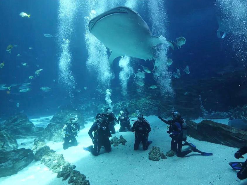 Exploring the Exciting Zoos, Animal Farms, and Aquariums in Roswell