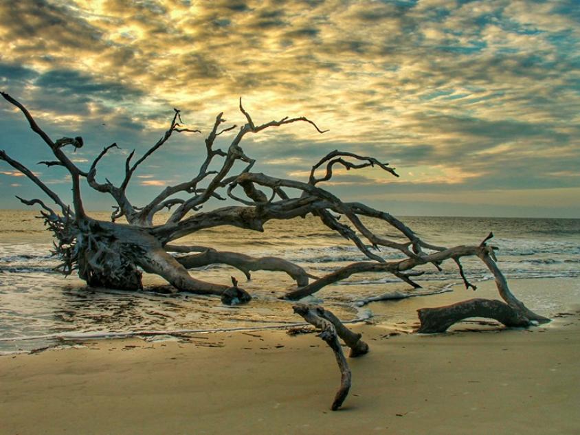 Driftwood Beach Jekyll Island Driftwood Beach on Jekyll Island, Georgia