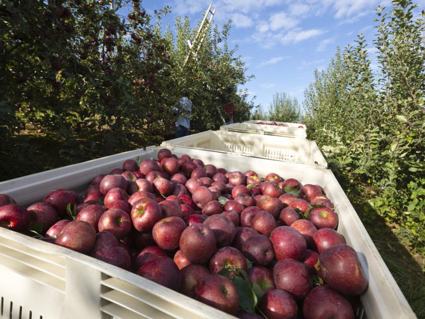 Apples at Mercier Orchards Apples at Mercier Orchards
