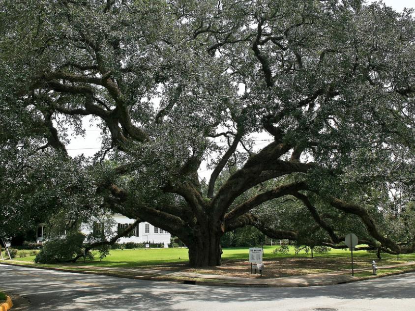 The Big Oak in Thomasville, Georgia
