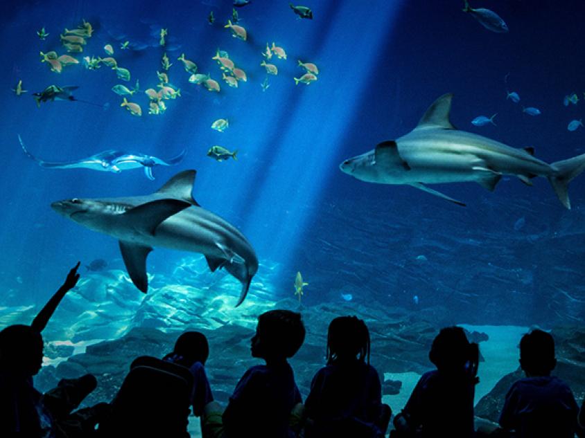 Georgia Aquarium in Atlanta