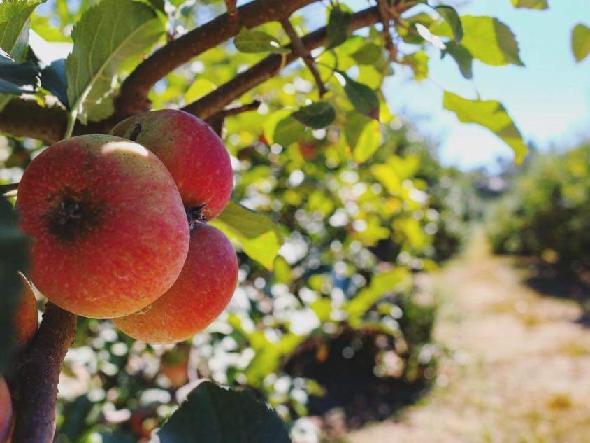 Hillcrest Orchard Apples Apples at Hillcrest Orchards in Ellijay, Georgia. Photo by Emily Selby