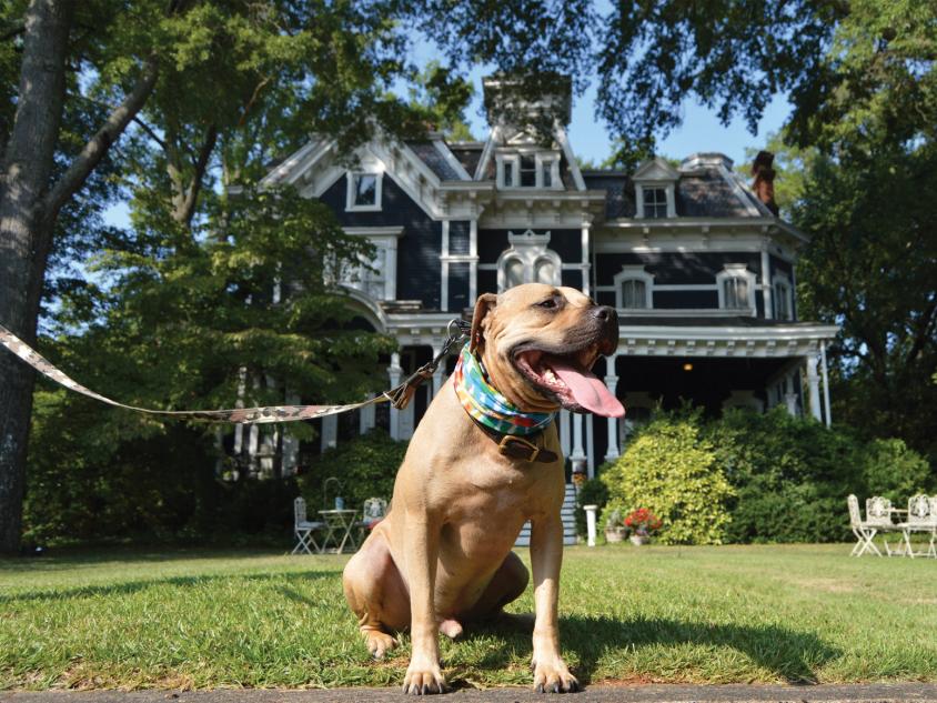 Pet-friendly Rome - Claremont House Bed & Breakfast Pet-friendly Rome - Claremont House Bed & Breakfast