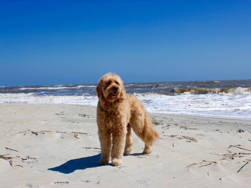 Pet-friendly St. Simons - Day at the Beach Doc, the Goldendoodle, on St. Simons Island