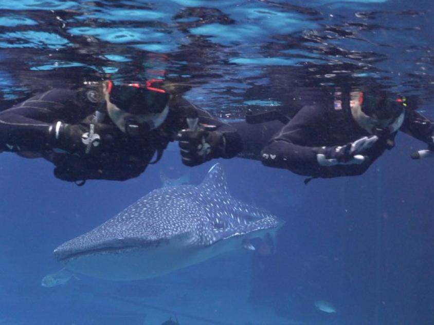 Swimming with whale sharks at Georgia Aquarium Swimming with whale sharks at Georgia Aquarium in Atlanta