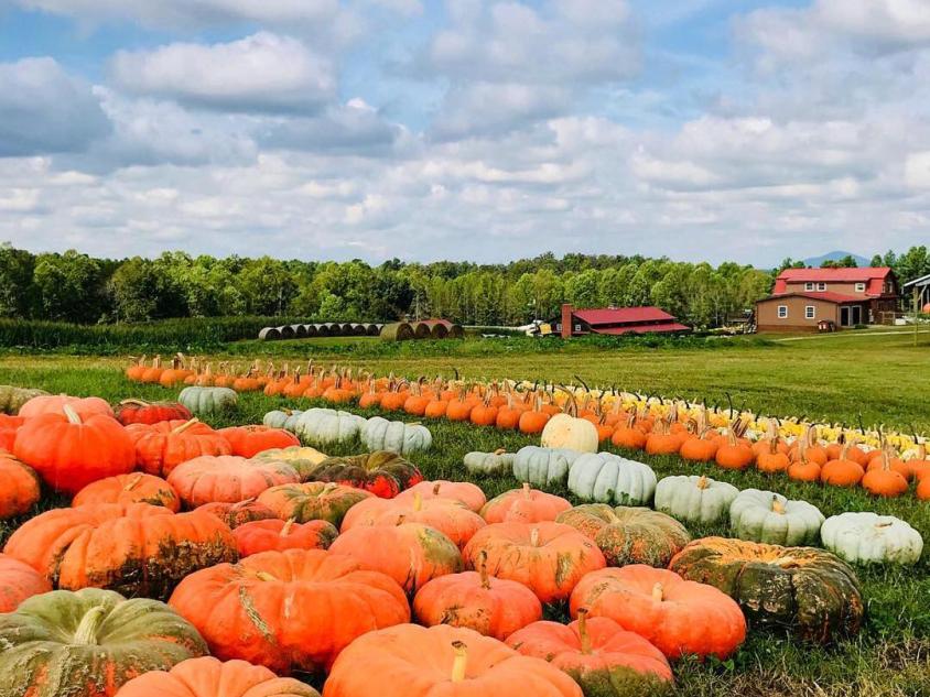 Pumpkins at Jaemor Farms in Alto, Georgia. Photo by Parker Whidby