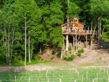 Blue Ridge Treehouse at Bear Claw Vineyards Blue Ridge Treehouse at Bear Claw Vineyards in Blue Ridge, Georgia