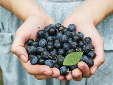 Freshly picked blueberries in Georgia
