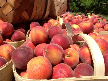 10 Things You Probably Didn't Know About Georgia Peaches Explore Georgia 10 Things You Probably Didn't Know About Georgia Peaches Explore Georgia