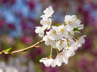 Cherry Blossoms in Macon The Cherry Blossom trees are in full bloom in Macon, Georgia.