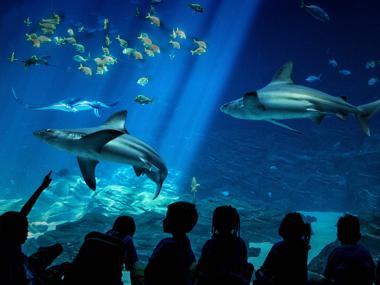 Georgia Aquarium