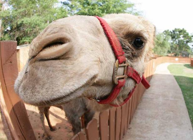Camel at Wild Animal Safari in Pine Mountain, Georgia