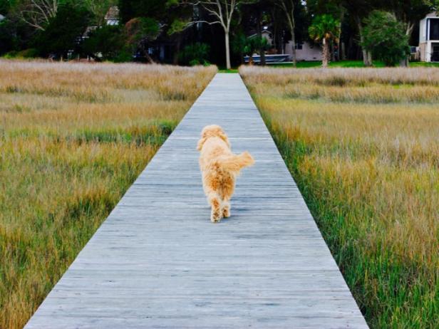 pet-friendly St. Simons Island, Georgia