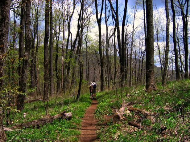 Jarrard Gap Trail near Suches, Georgia