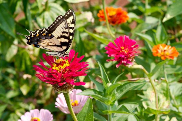 Flower & Butterfly Festival at The Rock Ranch