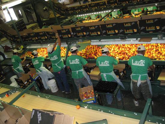 Packing line at Lane Southern Orchards in Fort Valley, Georgia