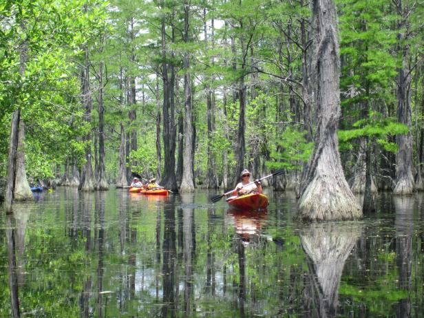 Kayaking at George L. Smith State Park in Twin City, Georgia