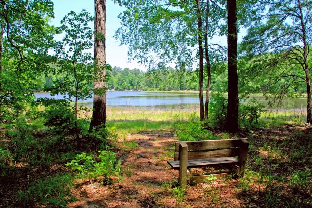 Path through the woods at Mistletoe State Park in Appling, Georgia