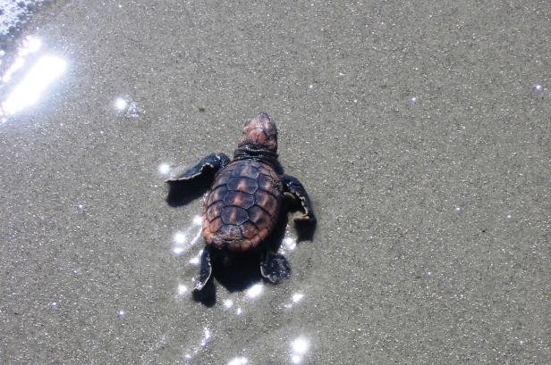 Sea Turtle making it's way to the ocean