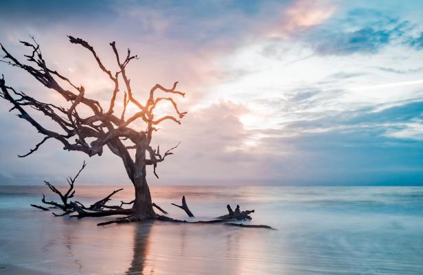 Driftwood Beach on Jekyll Island, Georgia. Photo by @joshsumner