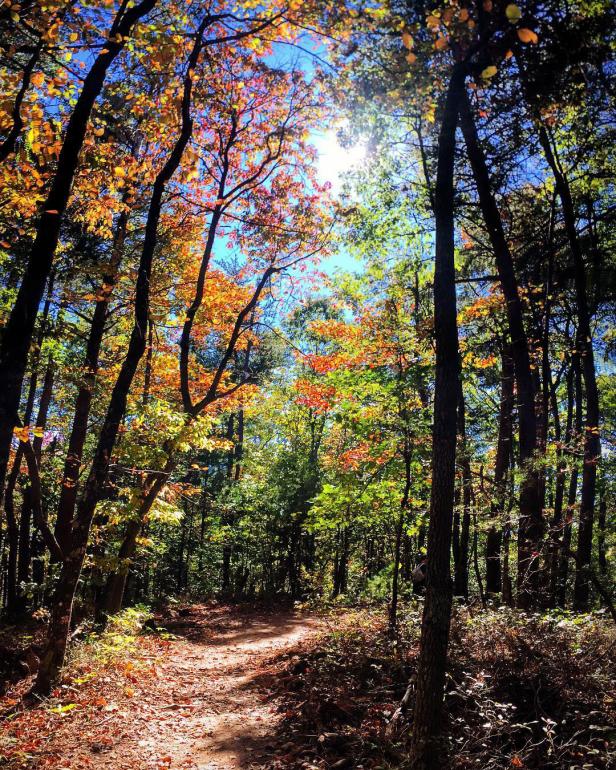 Amicalola Falls State Park in Dawsonville, Georgia. Photo by @demeter_cloe
