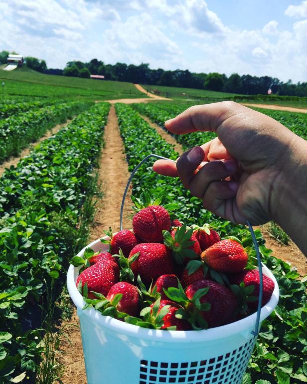 Bucket of strawberries at Southern Belle Farm in McDonough, Georgia. Photo by @osama.wbhatti