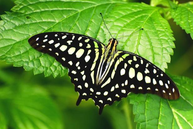 Butterfly at Callaway Resort & Gardens in Pine Mountain, Georgia. Photo by @callawaygardens