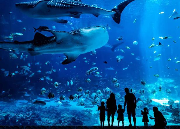 Family at Georgia Aquarium in Atlanta, Georgia